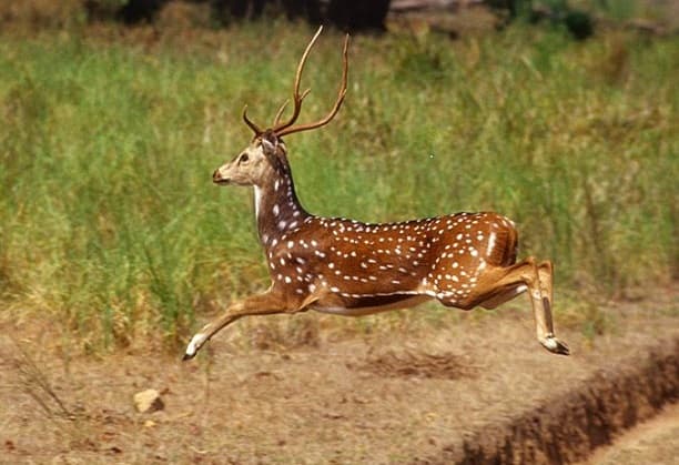 Stress-Microstructure-Property Relation in Antler Cortical Bone