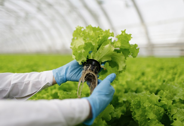 Low-cost Spectrometry based Solutions for Agriculture and Food Technology