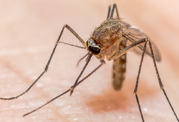 Identification of novel low-cost anti-malarials from viola odorata (Banafsha), an Indian medicinal plant used in AYUSH, against the artemisinin-resistant Plasmodium falciparum