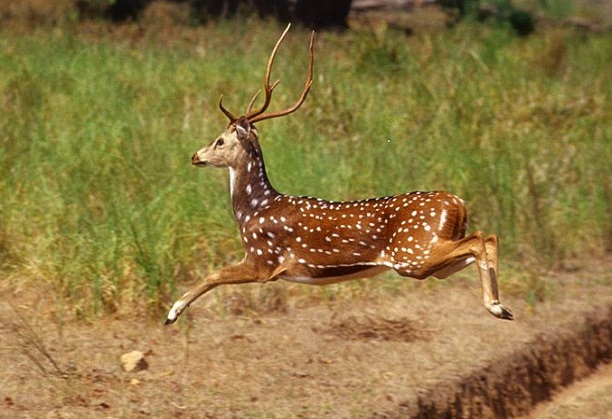 Stress-Microstructure-Property Relation in Antler Cortical Bone