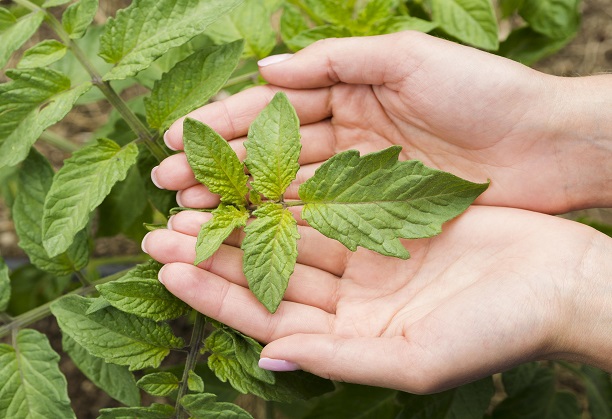 Sustainable production of plant-derived anti-cancer drug lead Camptothecin via microbial fermentation route